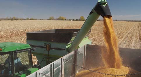 Corn Harvest