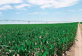 Field on EWS Farm